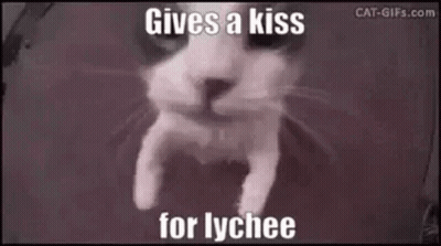 A Cat Is Giving A Kiss For Lychee In A Meme . GIF