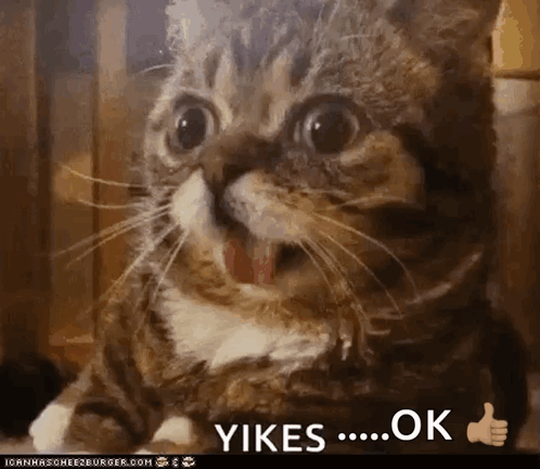 A Cat Is Giving A Thumbs Up And The Words Yikes Ok Are Below It GIF