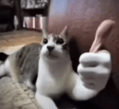 A Cat Is Giving A Thumbs Up Sign With Its Paw . GIF