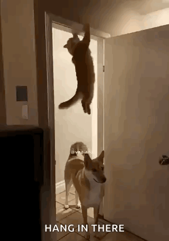 A Cat Is Hanging From A Door While A Dog Looks On And Says Hang In There GIF