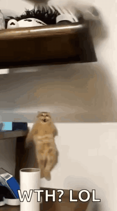 A Cat Is Hanging From A Shelf With The Words Wth Lol Written Below It GIF