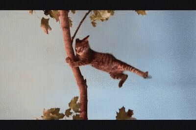 A Cat Is Hanging From A Tree Branch With A Blue Sky In The Background GIF
