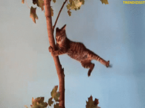 A Cat Is Hanging From A Tree Branch With A Trendzisst Logo In The Corner GIF