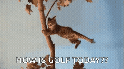 A Cat Is Hanging From A Tree Branch With The Words `` How Is Golf Today ? '' GIF
