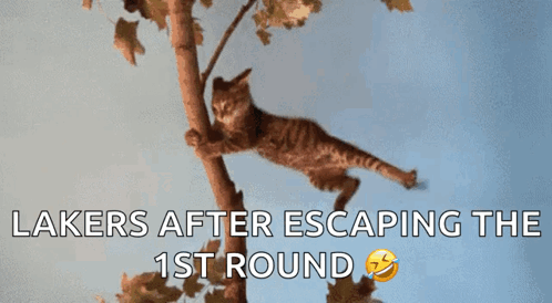 A Cat Is Hanging From A Tree Branch With The Words Lakers After Escaping The 1St Round Below It GIF