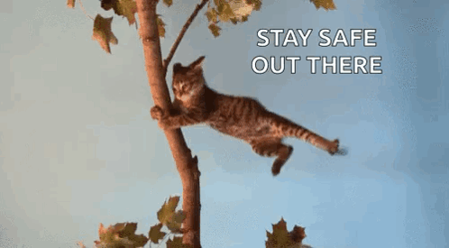 A Cat Is Hanging From A Tree Branch With The Words `` Stay Safe Out There '' Written Below It . GIF