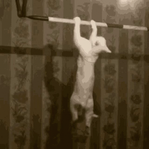 A Cat Is Hanging On A Bar In A Room . GIF