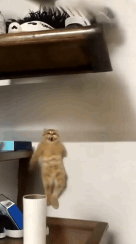 A Cat Is Hanging Upside Down On A Shelf GIF