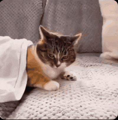 A Cat Is Hiding Under A Blanket On A Couch . GIF