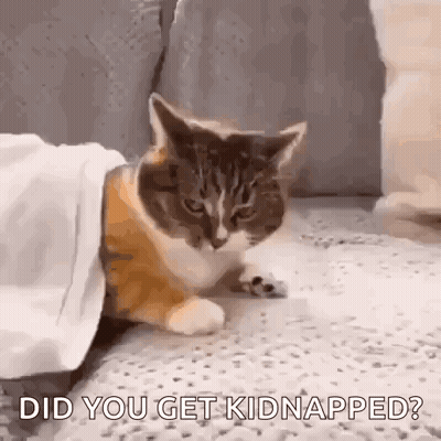 A Cat Is Hiding Under A Blanket On The Floor And Asking , Did You Get Kidnapped ? GIF