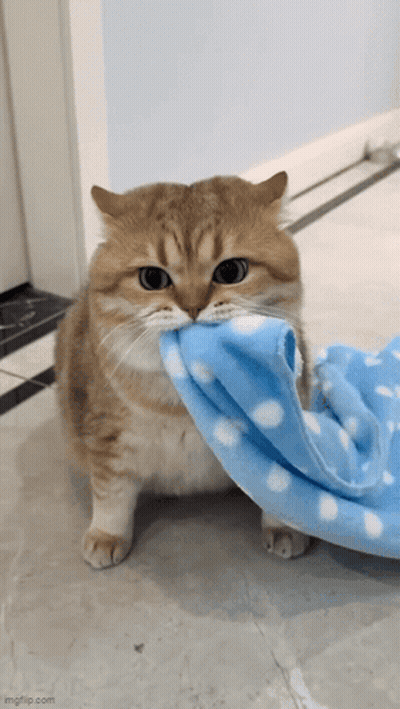 A Cat Is Holding A Blue And White Blanket In Its Mouth . GIF