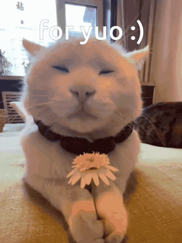 A Cat Is Holding A Flower In Its Paws And The Words For Yuo Are Above It GIF