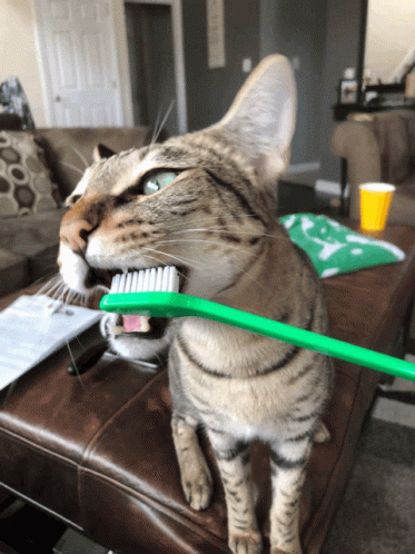 A Cat Is Holding A Green Toothbrush In Its Mouth GIF