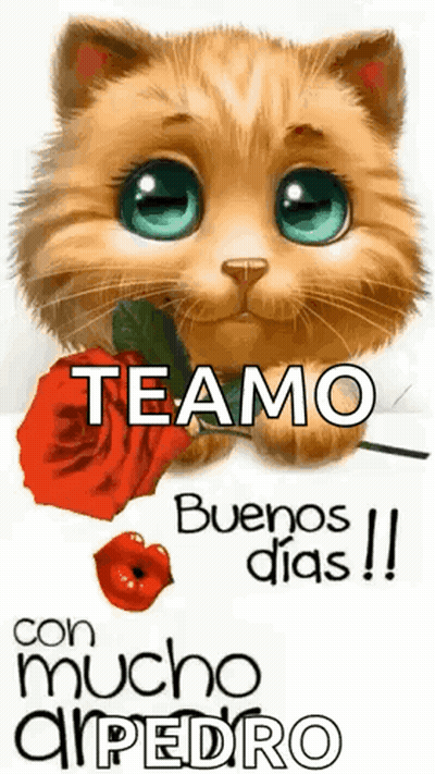 A Cat Is Holding A Red Rose In Its Mouth And Says `` Teamo Buenos Dias '' . GIF