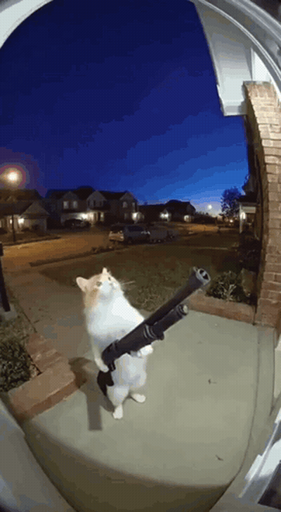 A Cat Is Holding A Shotgun In Its Paws GIF