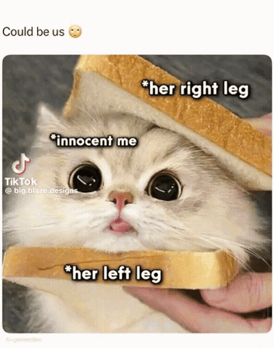 A Cat Is Holding A Slice Of Bread In Its Mouth GIF