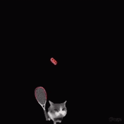 A Cat Is Holding A Tennis Racquet In Front Of A Red Brick .. GIF