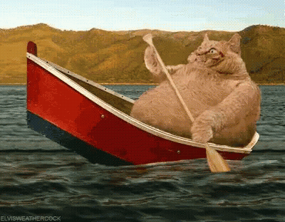 A Cat Is In A Boat With A Paddle In The Water .. GIF
