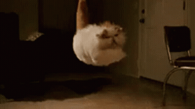 A Cat Is Jumping In The Air In A Room . GIF