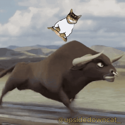 A Cat Is Jumping On Top Of A Bull With The Caption @Upsidedowncat GIF