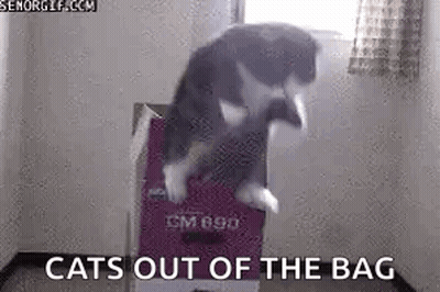 A Cat Is Jumping Out Of A Suitcase In A Room With The Words `` Cats Out Of The Bag '' . GIF