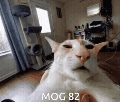 A Cat Is Laying Down In A Living Room With The Words Mog 82 Written On It GIF