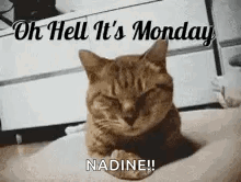 A Cat Is Laying Down On A Bed With Its Eyes Closed And Says `` Oh Hell It 'S Monday Nadine ! '' GIF