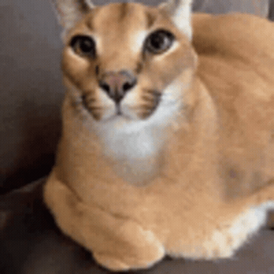 A Cat Is Laying Down On A Couch And Looking At The Camera . GIF