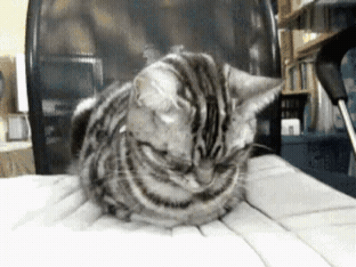 A Cat Is Laying Down On A Keyboard In Front Of A Chair GIF