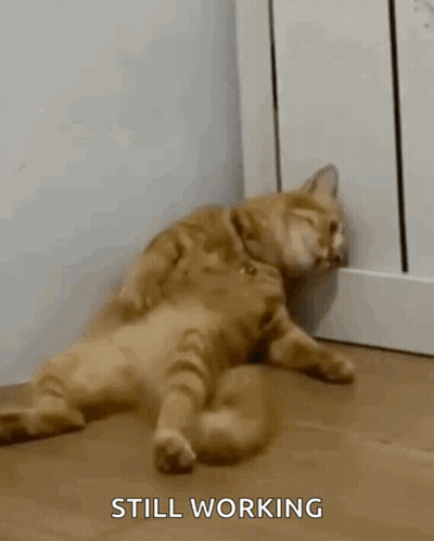 A Cat Is Laying Down On The Floor With The Words Still Working Behind It GIF