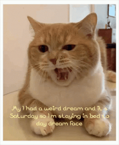 A Cat Is Laying Down With Its Mouth Open And The Words My I Had A Weird Dream And It A Saturday GIF