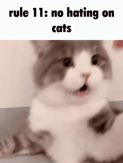 A Cat Is Laying Down With Its Mouth Open And The Words Rule 11 : No Hating On Cats Above It . GIF
