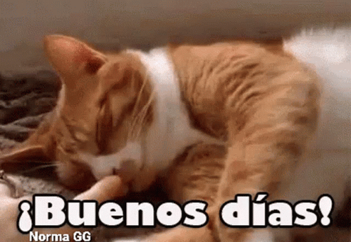A Cat Is Laying Down With The Words Buenos Dias Written Above It . GIF