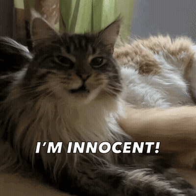 A Cat Is Laying Down With The Words I 'M Innocent Written Below It GIF