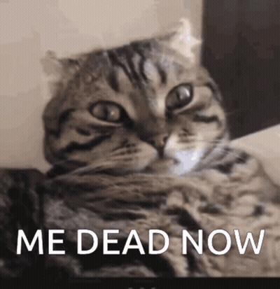 A Cat Is Laying Down With The Words " Me Dead Now " Written Below It GIF