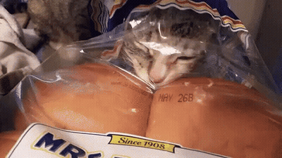 A Cat Is Laying In A Bag Of Mrs. Bread On May 26Th GIF