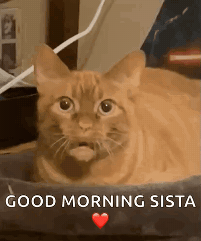 A Cat Is Laying In A Bed With The Words Good Morning Sista Written On The Bottom GIF