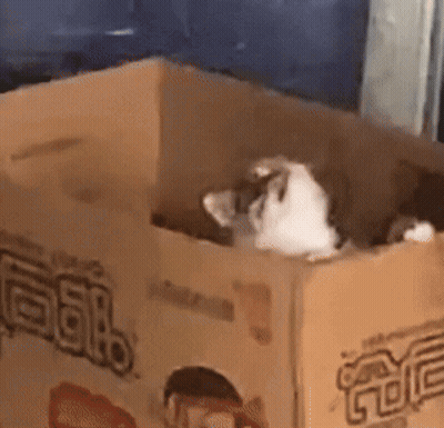 A Cat Is Laying In A Cardboard Box That Says Gato On It GIF