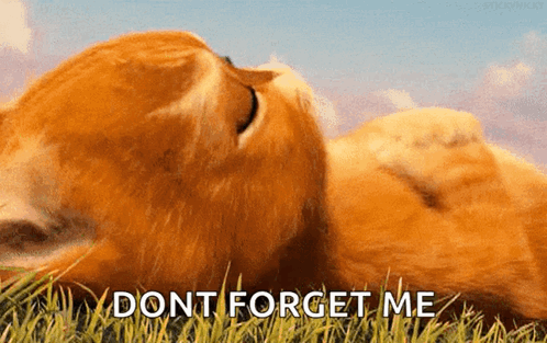 A Cat Is Laying In The Grass With The Words " Dont Forget Me " Written Below It GIF
