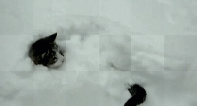 A Cat Is Laying In The Snow And Looking Out Of A Hole . GIF