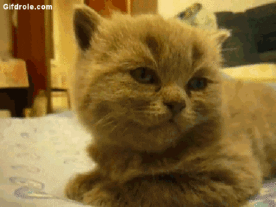 A Cat Is Laying On A Bed And Looking At The Camera . GIF