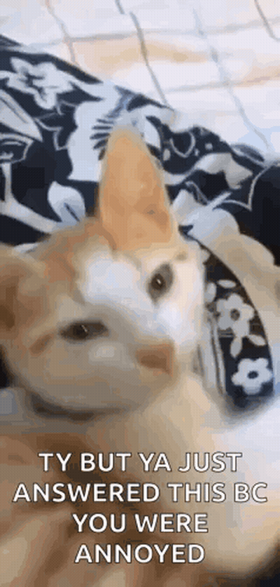 A Cat Is Laying On A Bed And Looking At The Camera With A Collar On . GIF