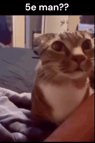 A Cat Is Laying On A Bed And Looking At The Camera With The Caption 5E Man ? GIF