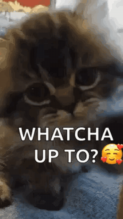 A Cat Is Laying On A Bed And Looking At The Camera With The Words `` Whatcha Up To '' . GIF