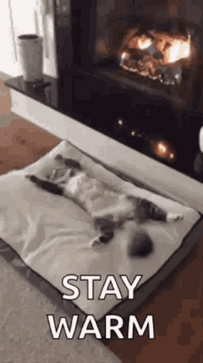 A Cat Is Laying On A Bed In Front Of A Fireplace . GIF