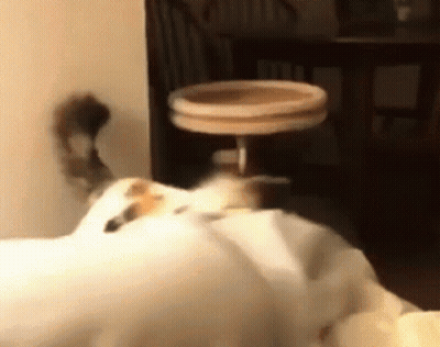 A Cat Is Laying On A Bed In Front Of A Table And Chairs GIF