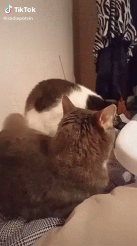 A Cat Is Laying On A Bed Looking At A Bottle Of Milk . GIF