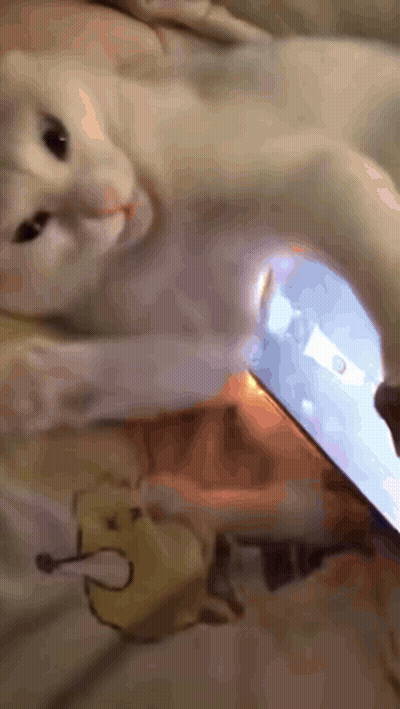 A Cat Is Laying On A Bed Next To A Phone GIF