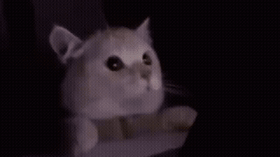 A Cat Is Laying On A Bed Next To A Tablet Computer . GIF