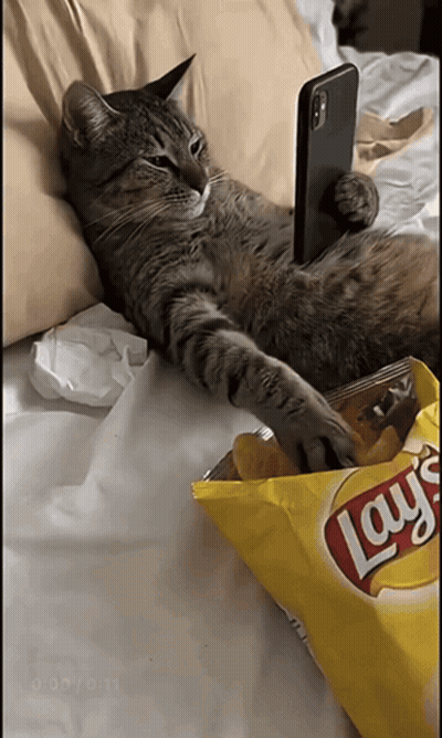 A Cat Is Laying On A Bed With A Bag Of Lays Chips GIF